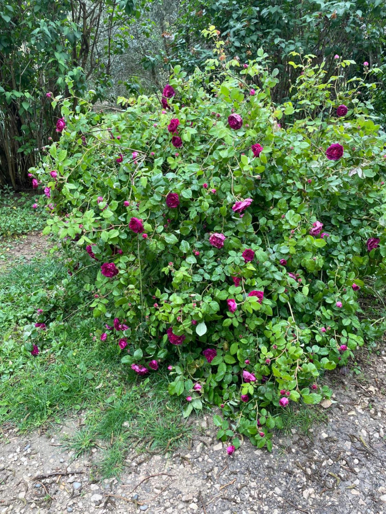 Gites Le Pimayon Manosque Exterior foto